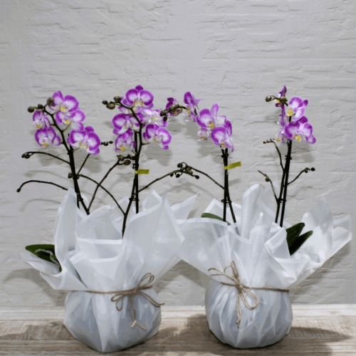 Mini orchids SF-1 (ميني أوركيد س ف- 1)