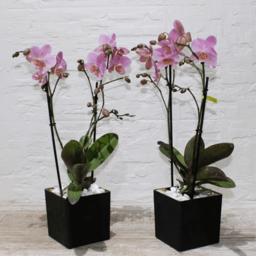 Mini orchids SF-2 (ميني أوركيد س ف- 2)