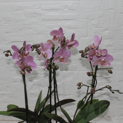 Mini orchids SF-2 (ميني أوركيد س ف- 2)