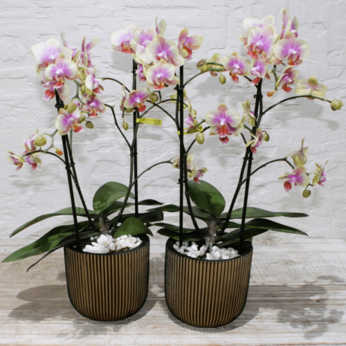 Mini orchids SF-3 (ميني أوركيد س ف- 3)