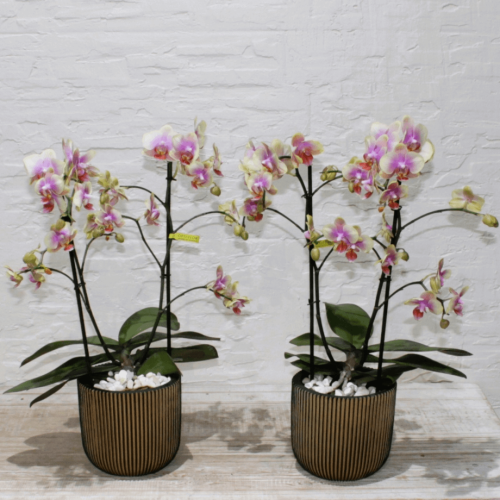 Mini orchids SF-3 (ميني أوركيد س ف- 3)