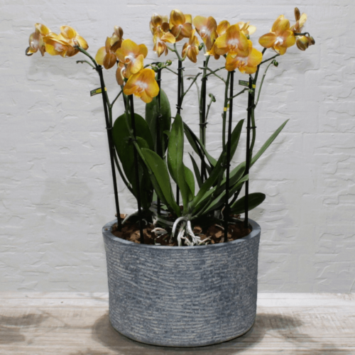 Mini orchids SF-4 (ميني أوركيد س ف- 4)