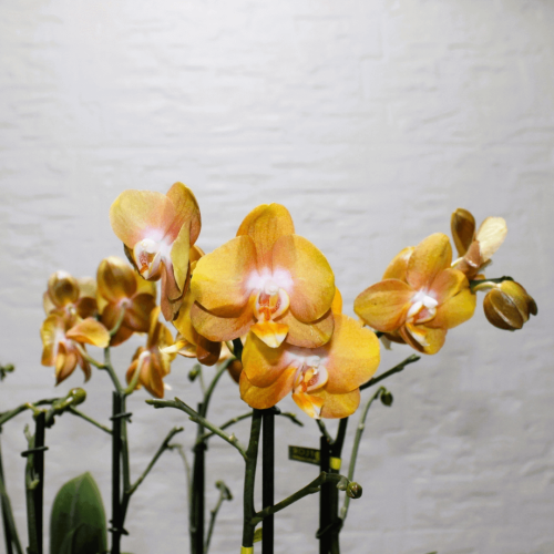 Mini orchids SF-4 (ميني أوركيد س ف- 4)