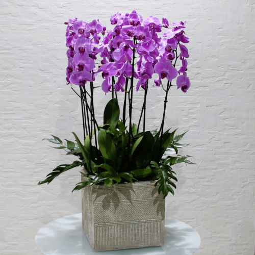 Purple Orchids Square (ساحة الاوركيد الارجوانية)