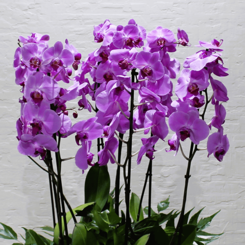 Purple Orchids Square (ساحة الاوركيد الارجوانية)