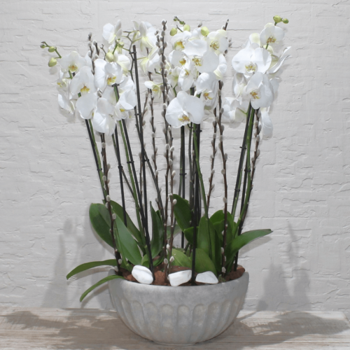 Orchid Round-3 (الأوركيد الجولة 3)