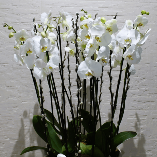 Orchid Round-3 (الأوركيد الجولة 3)