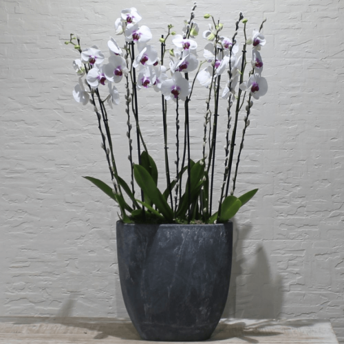 Orchids red lips 4 (الأوركيد أحمر الشفاه 4)