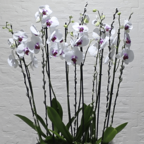 Orchids red lips 4 (الأوركيد أحمر الشفاه 4)