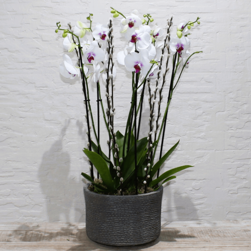 Orchids red lips 5 (الأوركيد أحمر الشفاه 5)