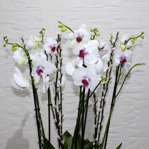 Orchids red lips 5 (الأوركيد أحمر الشفاه 5)