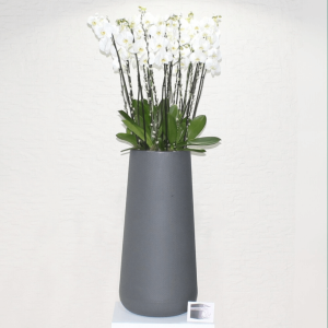 Orchids white in grey (الأوركيد الأبيض في الرمادي)