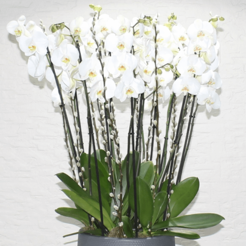 Orchids white in grey (الأوركيد الأبيض في الرمادي)