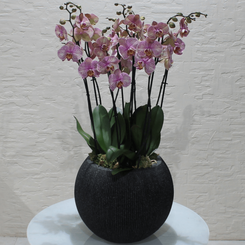 Orchids Round (الأوركيد المستديرة)