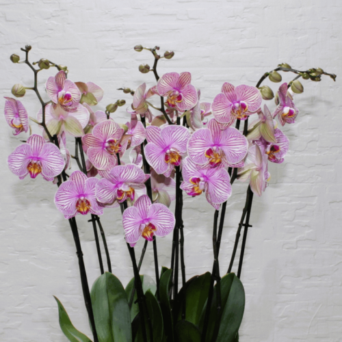 Orchids Round (الأوركيد المستديرة)