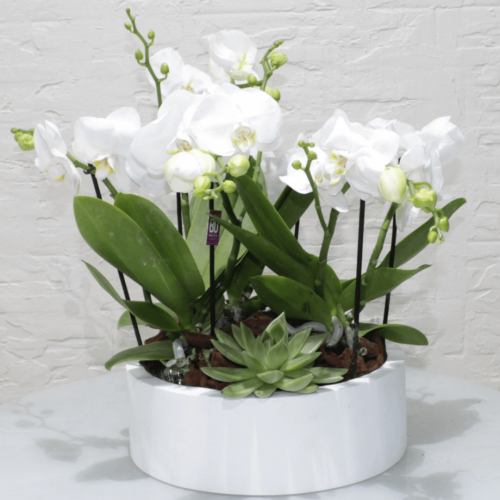 Mini orchids SF-5 (ميني أوركيد س ف- 5)