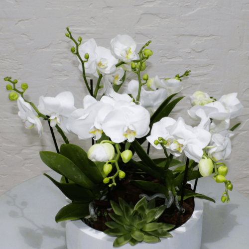 Mini orchids SF-5 (ميني أوركيد س ف- 5)