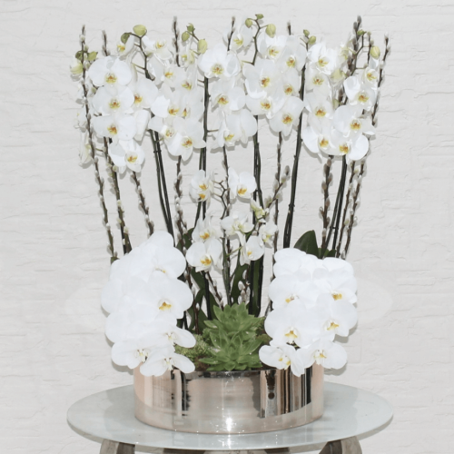 Orchid Proper (الأوركيد السليم)