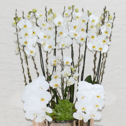 Orchid Proper (الأوركيد السليم)