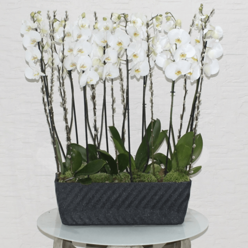 White orchid’s (الأوركيد الأبيض)