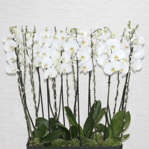 White orchid’s (الأوركيد الأبيض)