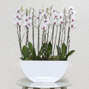 Red lips orchids 2 (اوركيد الشفاه الحمراء 2)