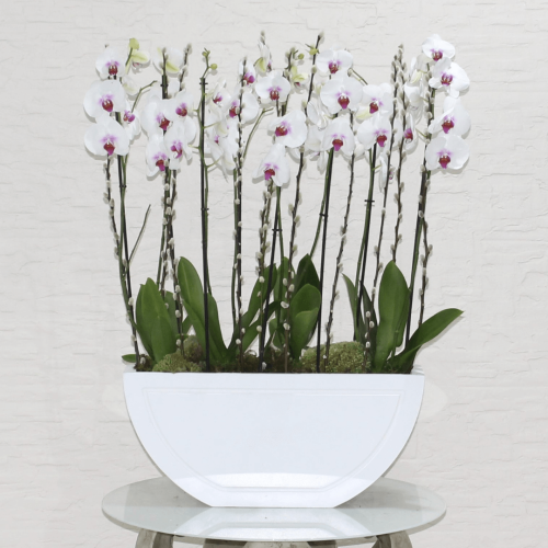 Red lips orchids 2 (اوركيد الشفاه الحمراء 2)