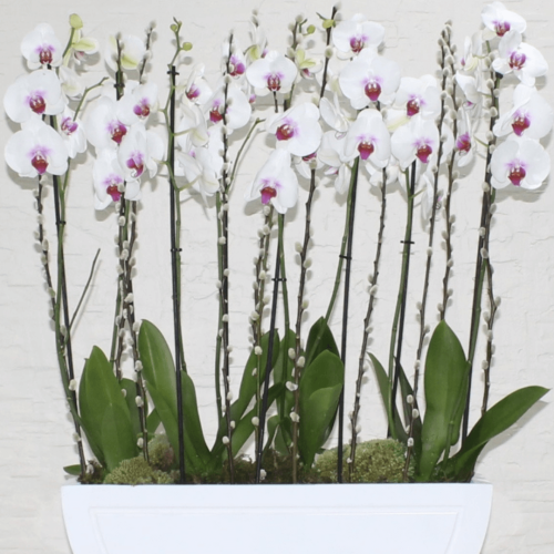 Red lips orchids 2 (اوركيد الشفاه الحمراء 2)