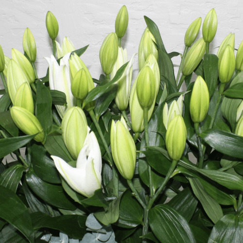 Lilies bouquets (باقات الزنابق)