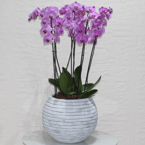 Pink orchids round 3 (بساتين الفاكهة الوردية الجولة 3)