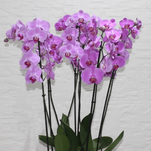 Pink orchids round 3 (بساتين الفاكهة الوردية الجولة 3)