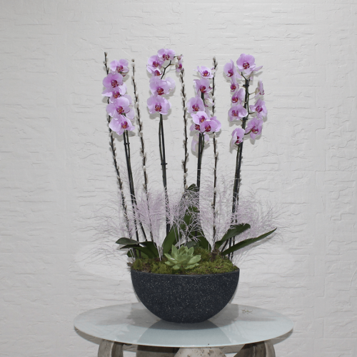 pinky orchid (زهرة الأوركيد الوردية)