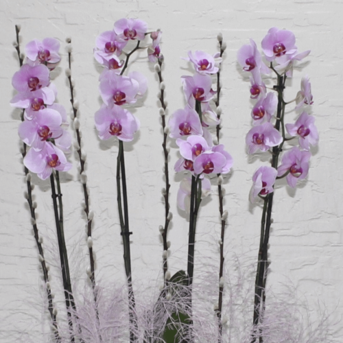 pinky orchid (زهرة الأوركيد الوردية)