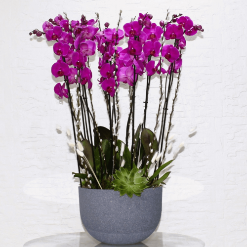 Orchid Royal (أوركيد رويال)