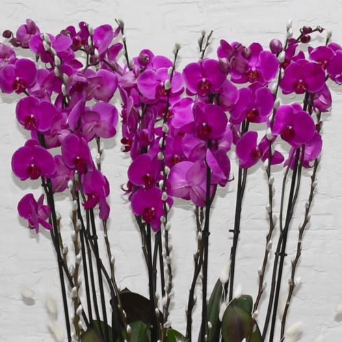 Orchid Royal (أوركيد رويال)