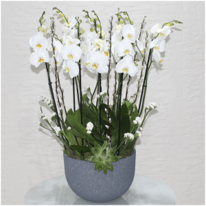 Orchid Royal-1 (أوركيد رويال-1)