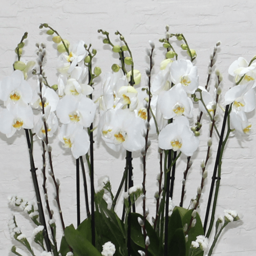 Orchid Royal-1 (أوركيد رويال-1)