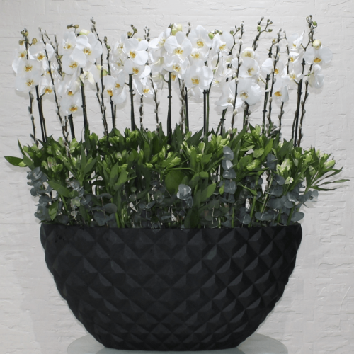 Orchids Shadow-2 (الأوركيد شادو-2)