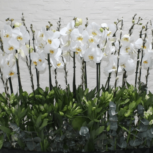 Orchids Shadow-2 (الأوركيد شادو-2)