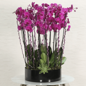 Purple Orchid Shadow (الأوركيد أرجواني شادو)