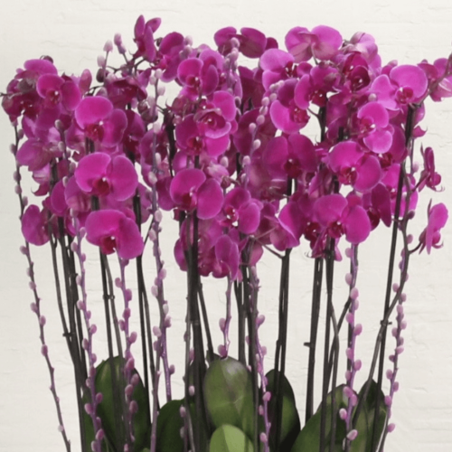 Purple Orchid Shadow (الأوركيد أرجواني شادو)