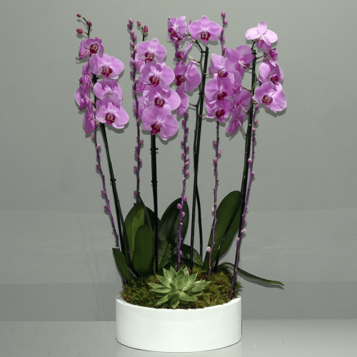 Orchid Pink (اوركيد وردي)