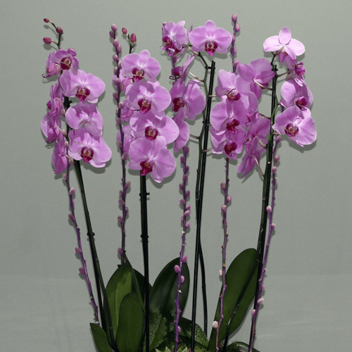 Orchid Pink (اوركيد وردي)