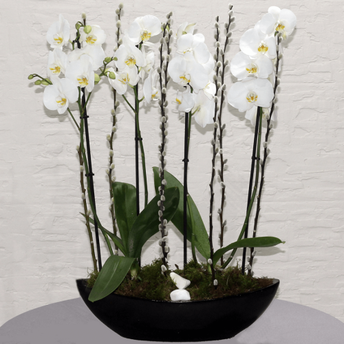 white orchid boat (قارب أوركيد أبيض)