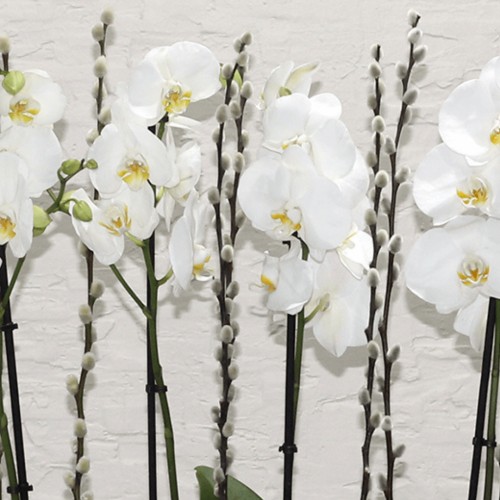 white orchid boat (قارب أوركيد أبيض)