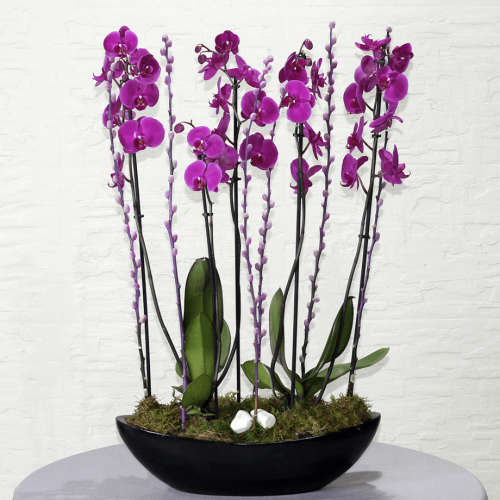 Purple orchid boat (قارب الأوركيد الأرجواني)