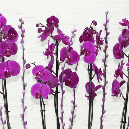 Purple orchid boat (قارب الأوركيد الأرجواني)