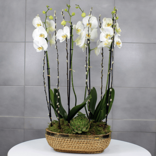 Orchid Bat (الأوركيد ‏بيت)