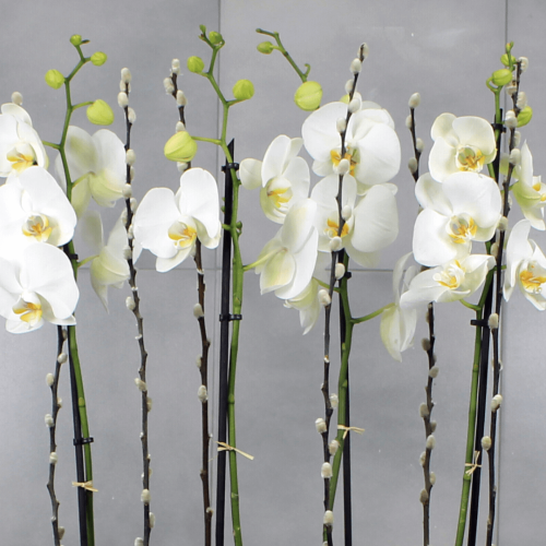 Orchid Bat (الأوركيد ‏بيت)