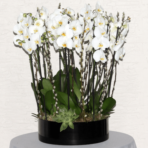 Orchid Round (الأوركيد الدائرية)